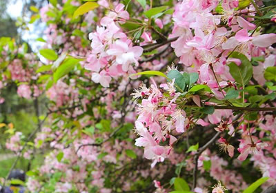 当花遇上诗词：每一朵花开，都是春天